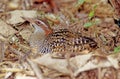 The buff-banded rail Hypotaenidia philippensis