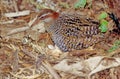 The buff-banded rail Hypotaenidia philippensis