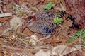 The buff-banded rail Hypotaenidia philippensis