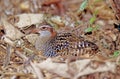 The buff-banded rail Hypotaenidia philippensis