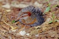 The buff-banded rail Hypotaenidia philippensis