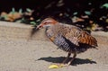 The buff-banded rail Hypotaenidia philippensis