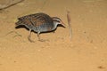 Buff-banded rail Royalty Free Stock Photo