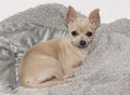 Buff Beige Chihuahua Puppy on a Grey Fleece Blanket