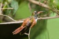 Buff-bellied Hummingbird Amazilia Royalty Free Stock Photo