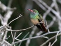 Buff-bellied Hummingbird - Amazilia yucatanensis