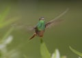 Buff-bellied hummingbird flying