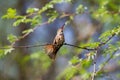 Buff-bellied Hummingbird