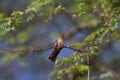 Buff-bellied Hummingbird