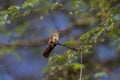 Buff-bellied Hummingbird Royalty Free Stock Photo