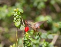 Buff-bellied Hummingbird