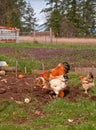 Buff Braham Chickens and Rooster in Pen