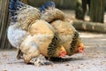 Buff Brahma bantam chicken Royalty Free Stock Photo