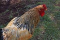 Buff Brahma bantam rooster in Ribeirao Preto, Brazil Royalty Free Stock Photo