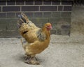 Buff Brahma chicken with the excessive multi-colored plumage that covers leg and foot