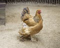 Buff Brahma chicken with the excessive multi-colored plumage that covers leg and foot. Meat breed in the United States