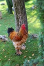 Buff Brahma cock stands on the grass Royalty Free Stock Photo