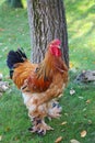 Buff Brahma cock stands on the grass