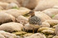 Buff Breasted sandpiper standing along rocky shore Royalty Free Stock Photo