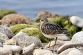 Buff Breasted sandpiper stands along the rocky shore Royalty Free Stock Photo