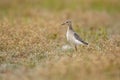 Buff-breasted Sandpiper (Tryngites subruficollis)