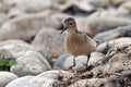 Buff Breasted sandpiper walks along rocky shore Royalty Free Stock Photo