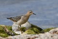 Buff Breasted sandpiper walks along rocky shore of Lake Ontario Royalty Free Stock Photo