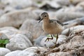 Buff Breasted sandpiper walks along rocky shore Royalty Free Stock Photo