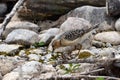 Buff Breasted sandpiper walks along rocky shore Royalty Free Stock Photo