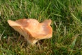 Buff cap mushroom (Hygrophorus pratensis)