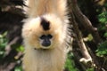 Buff-cheeked gibbon hanging out.. literally! Royalty Free Stock Photo