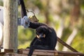 Buff-cheeked gibbon Nomascus gabriellae