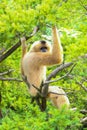 Buff-cheeked gibbon sitting in a tree