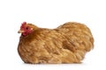 Buff Cochin chicken on white background