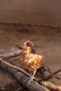 Buff colored Cochin chicken Royalty Free Stock Photo