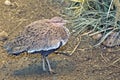 Buff-crested Bustard, Eupodotis gindiana relaxing