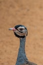 A buff-crested bustard Lophotis gindiana close-up f head looking at beak, neck in the desert sand