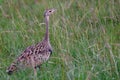 Buff-crested bustard, Maasai Mara Game Reserve, Kenya