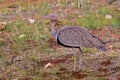 Buff Crested Bustard Royalty Free Stock Photo