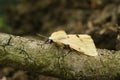 Buff ermine owlet moth (Spilarctia luteum) on a tree bark in closeup