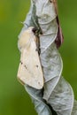 Buff ermine Royalty Free Stock Photo