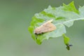 Buff ermine Spilosoma lutea on dry leaf Royalty Free Stock Photo