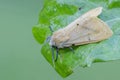 Buff ermine Spilosoma lutea on dry leaf