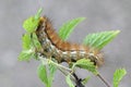 Buff ermine, Spilosoma luteum Royalty Free Stock Photo