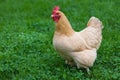 Buff Hen in grass Royalty Free Stock Photo