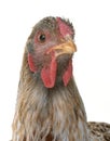 Buff-laced wyandotte chicken