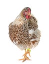 Buff-laced wyandotte chicken