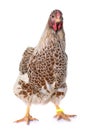 Buff-laced wyandotte chicken