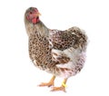 Buff-laced wyandotte chicken