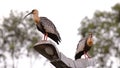 Buff necked Ibis Animals